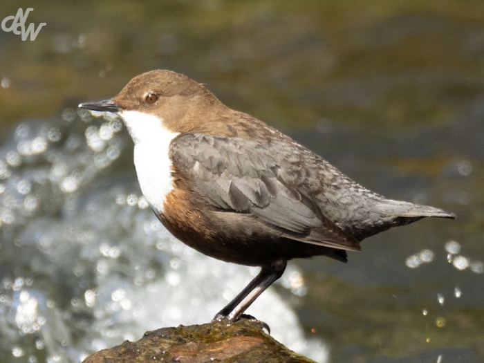 zangvogels/2025/_e6a1348_1744483822.jpg