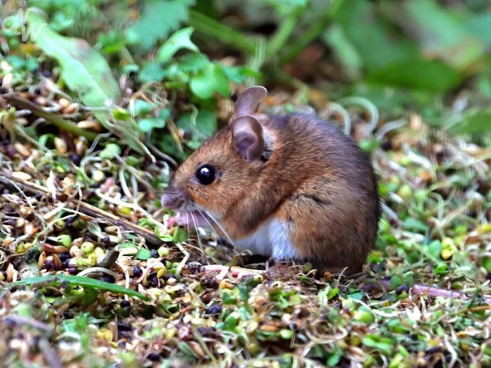 zoogdieren/afbeelding_van_whatsapp_op_2024-11-21_om_13_39_15_0700e1f9_1732194419.jpg