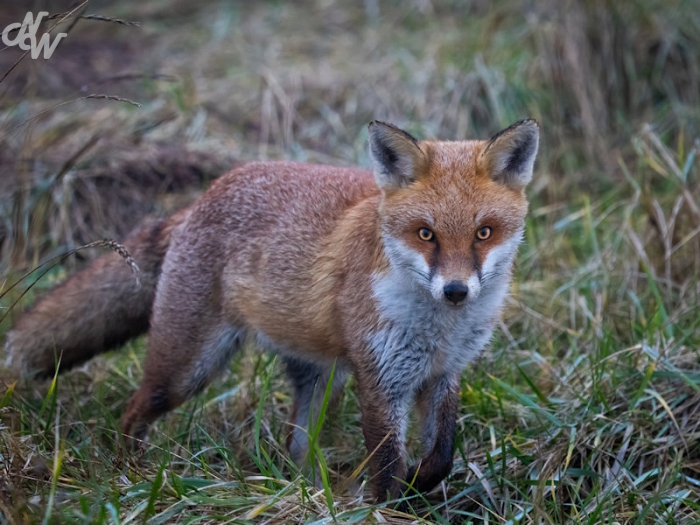 zoogdieren/afbeelding_van_whatsapp_op_2025-01-18_om_18_55_45_89e7e053_1737230814.jpg