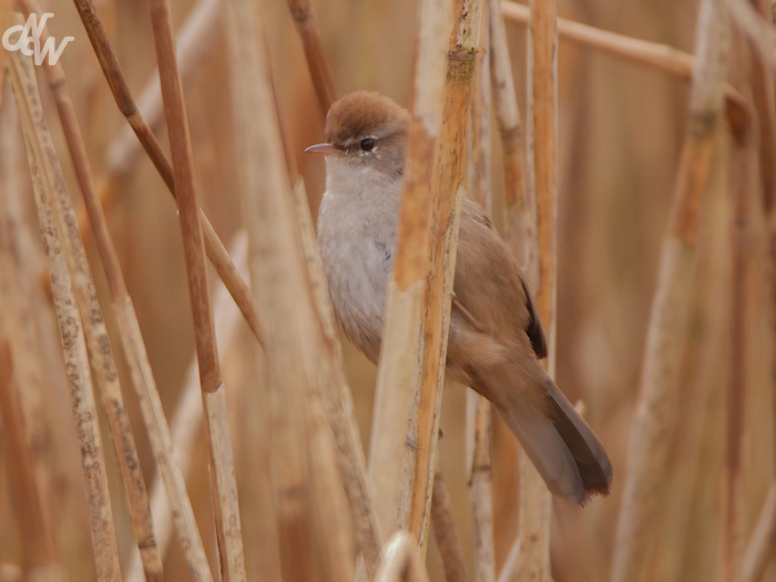 zangvogels/2025/img_0709_1744095985.jpg
