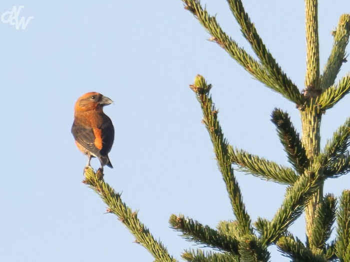 zangvogels/2025/kb_1744484375.jpg