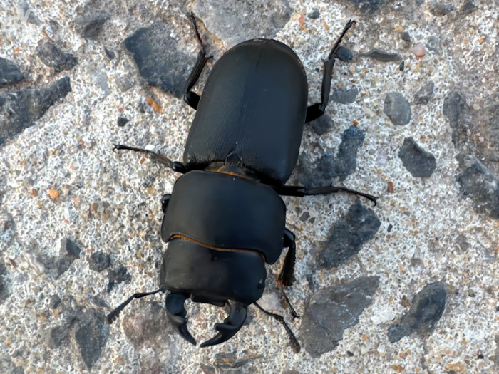 insecten/kvh_1749112971.png