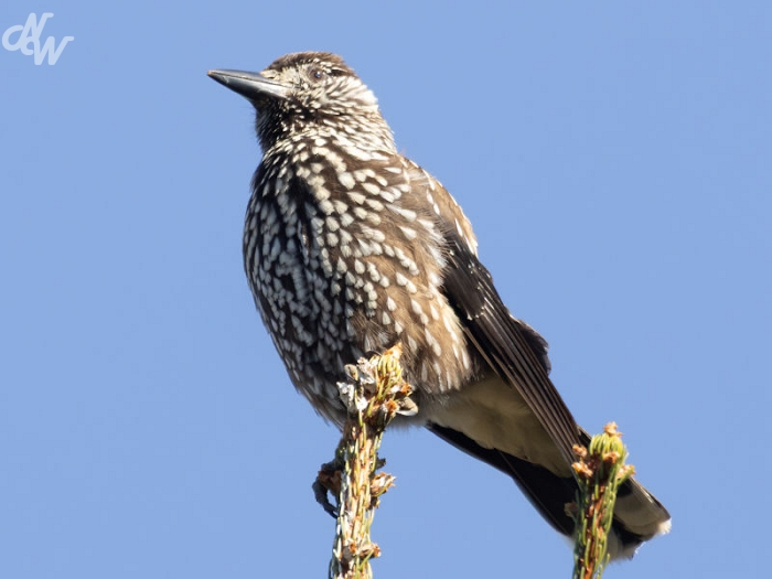 zangvogels/2025/nk_1744484043.jpg