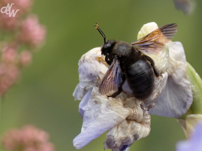 insecten/nw__e6a2873champagne_1777889387.jpg