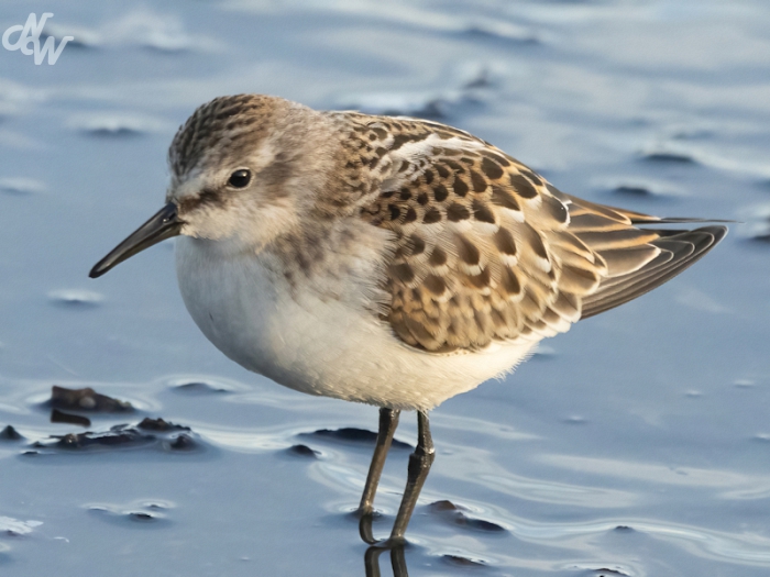 steltlopers/nw__e6a8159-zeeland_1757920034.jpg
