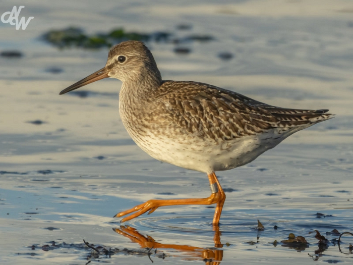 steltlopers/nw__e6a8586-zeeland_1757920923.jpg