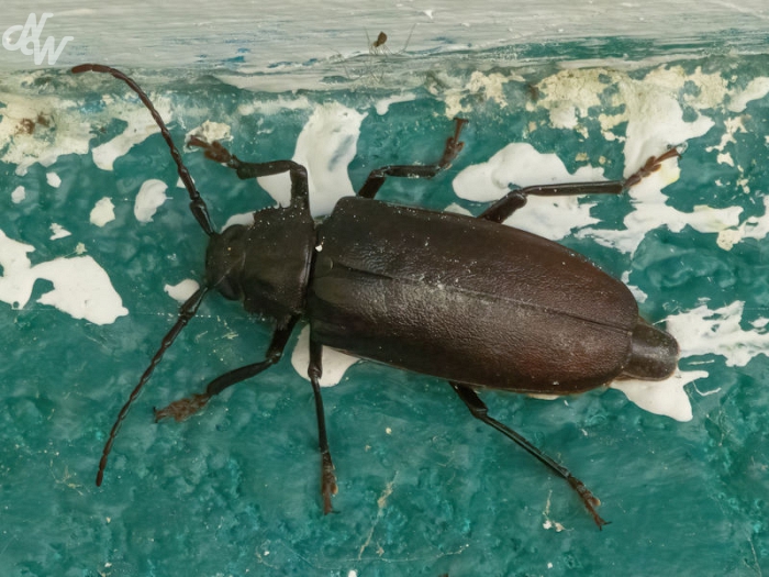 spinnen/nw__e6a8813-brc25_1757450494.jpg