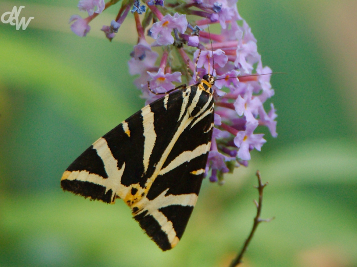 vlinders/spaansevlag_1597167304.jpg