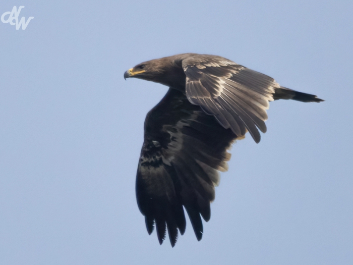 roofvogels/tombovens__e6a5477-brc25_1758042686.jpg