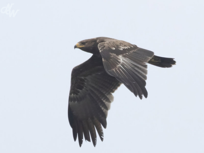 roofvogels/tombovens__e6a5615-brc25_1758042686.jpg