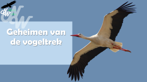 lezing/vogeltrek_1726646432.png