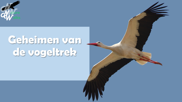 lezing/vogeltrek_1726646432.png