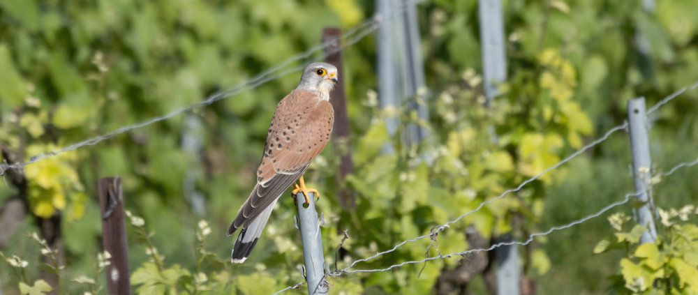 Torenvalk (Faucon crécerelle) Image