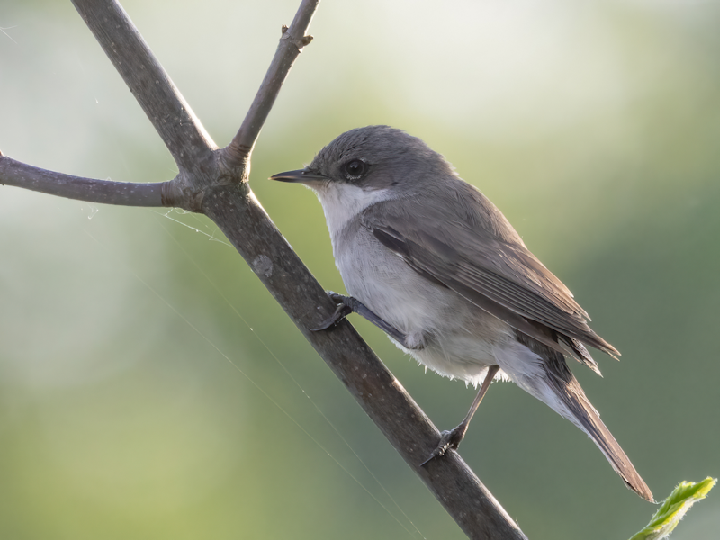 Braamsluiper (Fauvette babillarde) Image