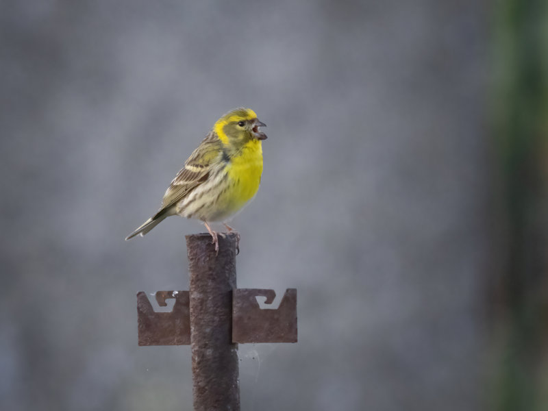 Europese Kanarie (Serin cini) Image