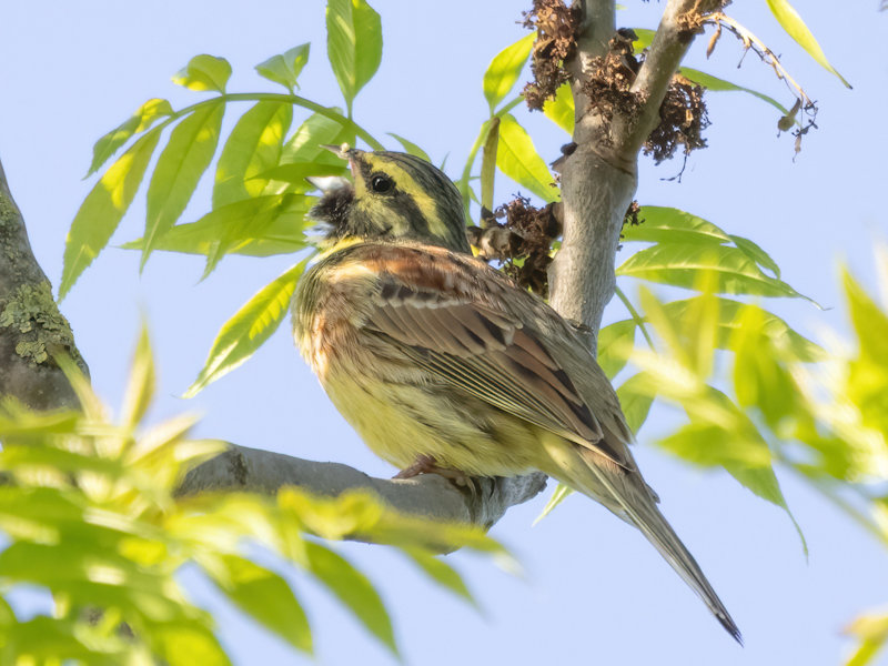 Cirlgors (Bruant zizi) Image