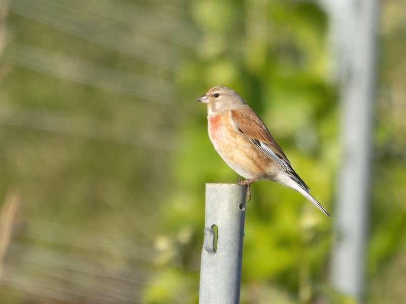 Kneu (Linotte mélodieuse) Image