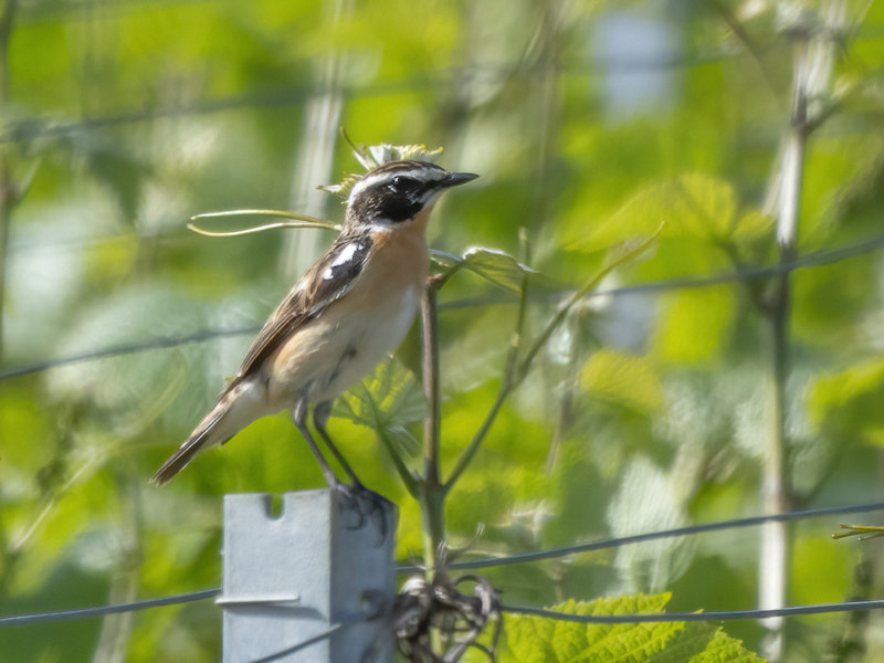 Paapje (Tarier des près) Image