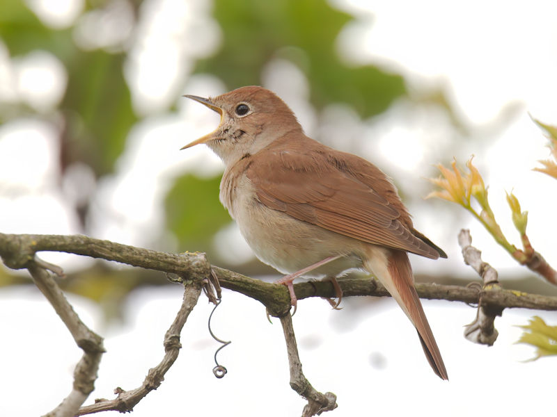 Nachtegaal (Rossignol philomèle) Image