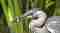 Blauwe Reiger Image
