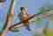 Boomvalk Image