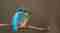 IJsvogel Image
