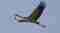 Kraanvogel Image