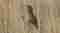 Snor Image