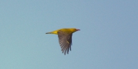 Vrouwtje wielewaal in volle vlucht